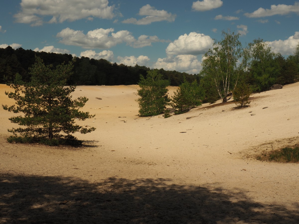 Marche en forêt, 14 km