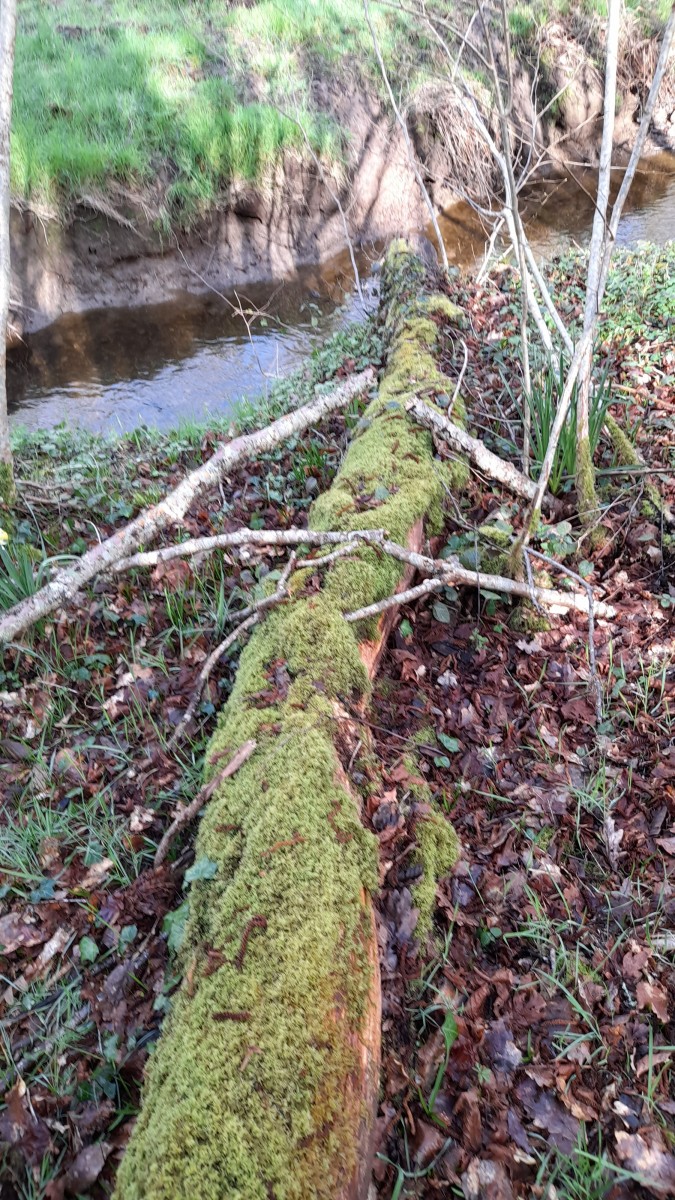 Sortie en forêt