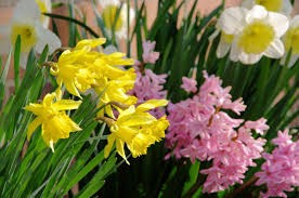 MENSUELLE de Printemps