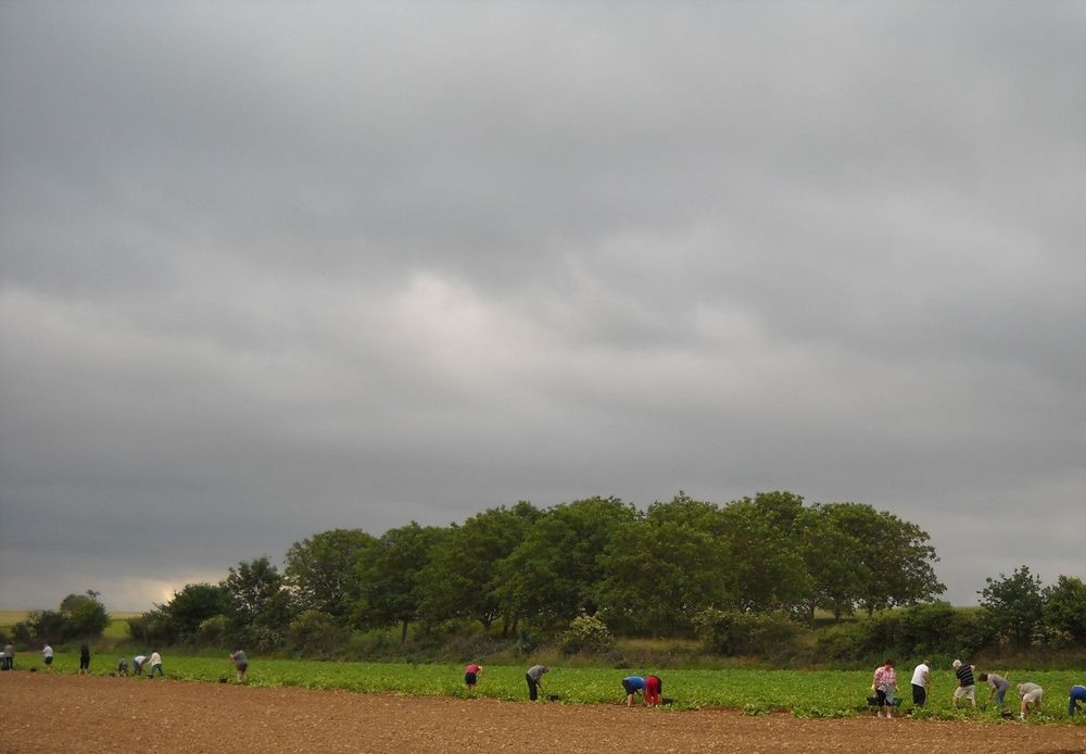 CUEILLETTE DE LEGUMES LA FRETTE