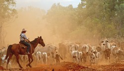 Soirée découvertes : L'Australie  