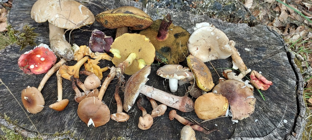 Champignons