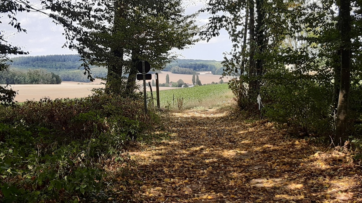 Balade en forêt