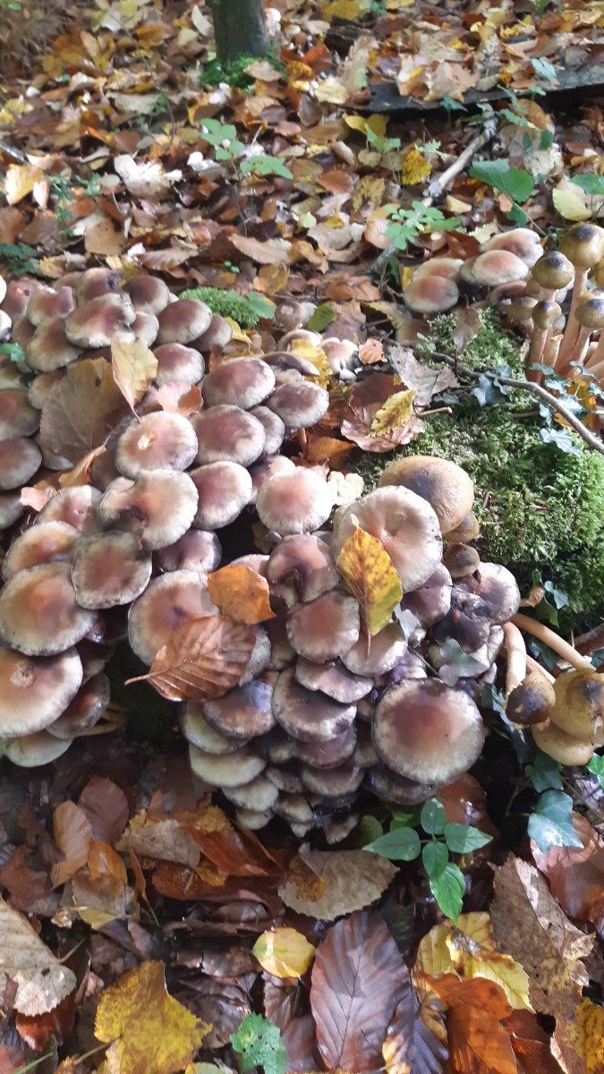 Cueillette de champignons