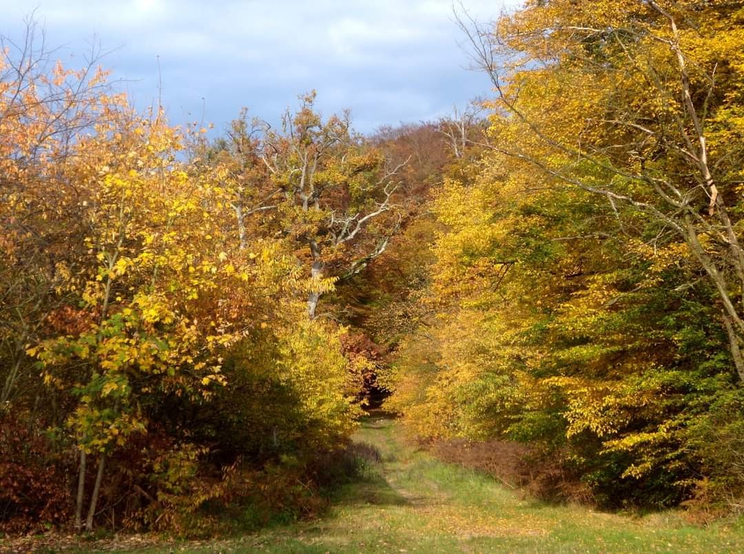 Balade en forêt