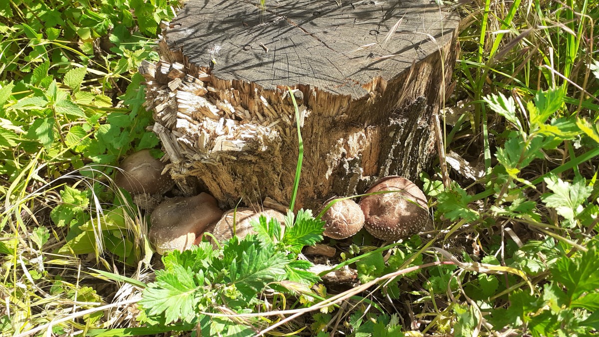 Champignons