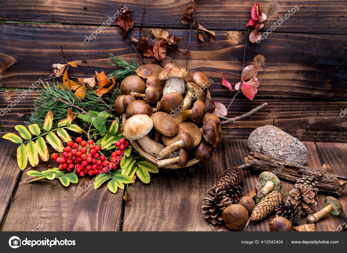 MARCHE CUEILLETTE CHAMPIGNONS