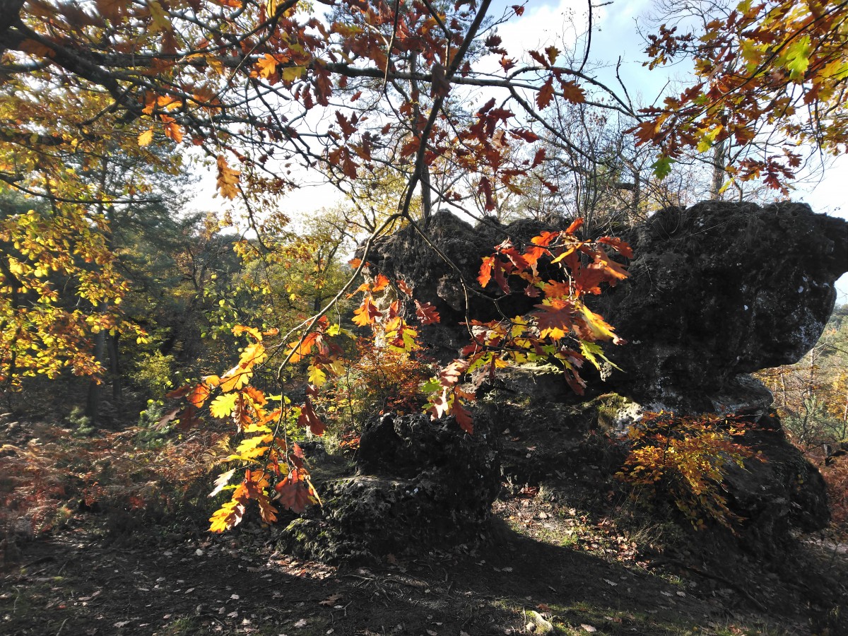 RANDO FORET DE FONTAINEBLEAU