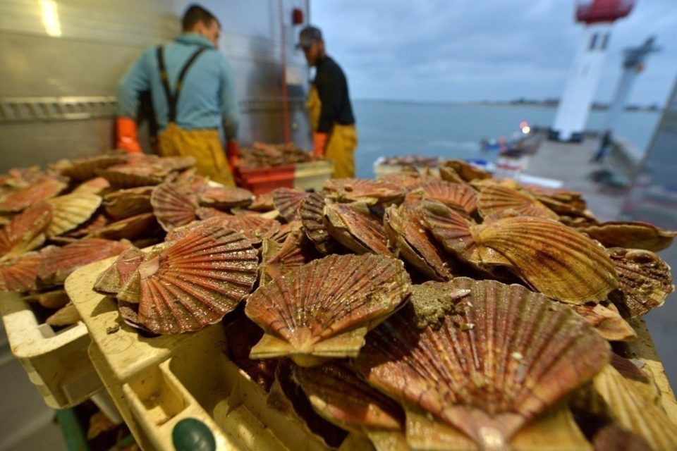 Fête de la Coquille St Jacques
