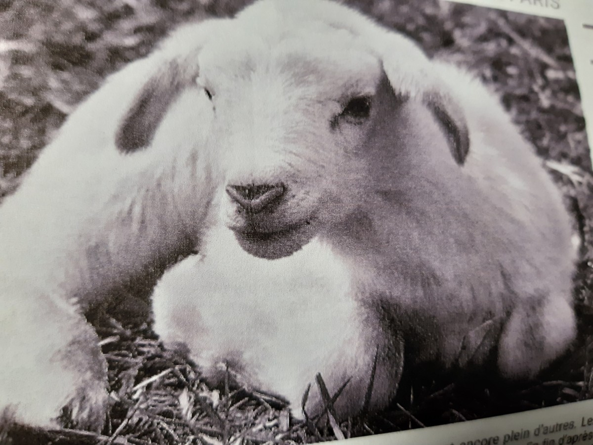 SALON DE L AGRICULTURE A PARIS