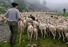 Transhumance à Chatillon en Diois
