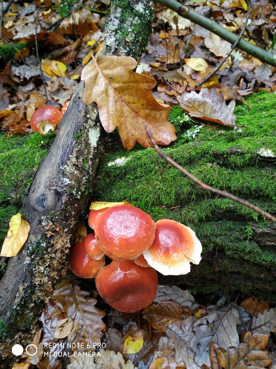 Sortie en forêt