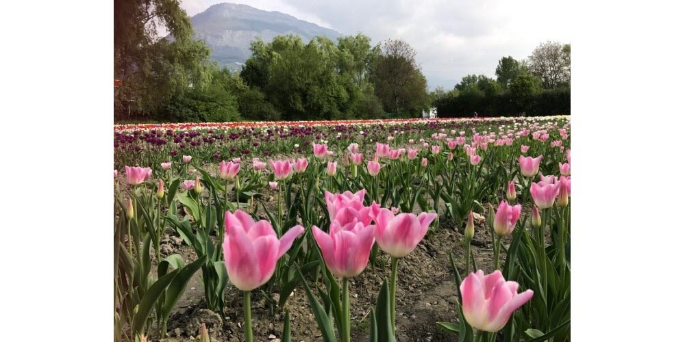 100 000  TULIPES POUR LES ENFANTS 22 EDITION