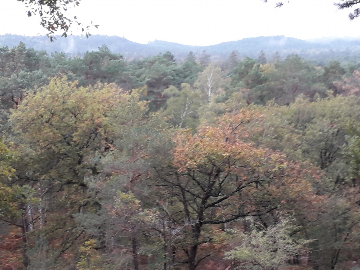Quelques points de vue du sud de la forêt de Fontainebleau .