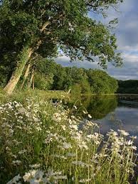Le bois de la Saucelle