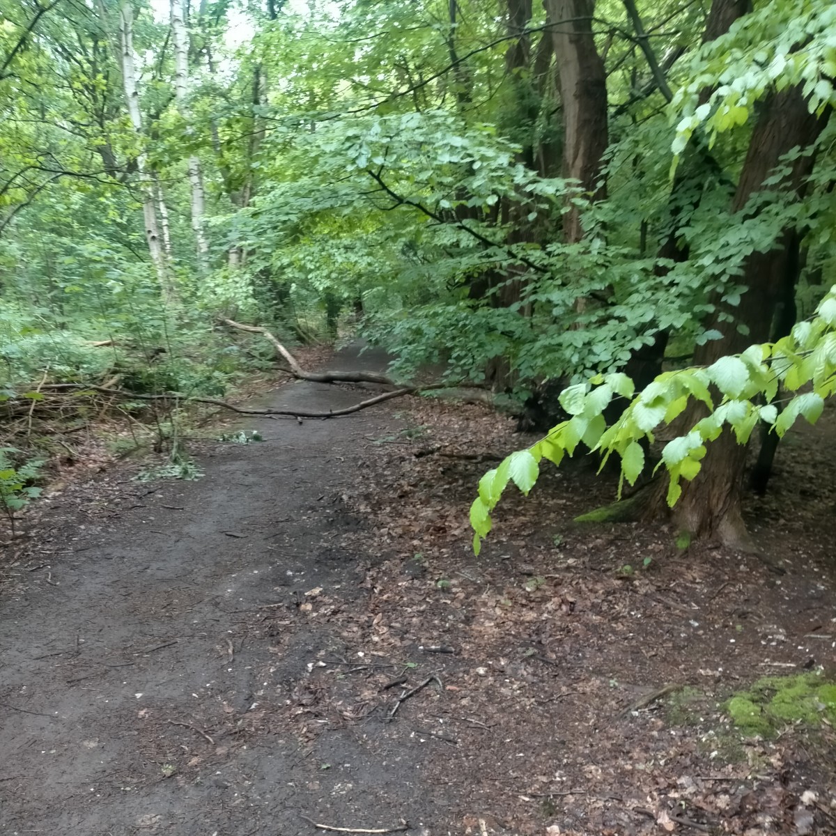 MArcHe Forêt du Rouvray
