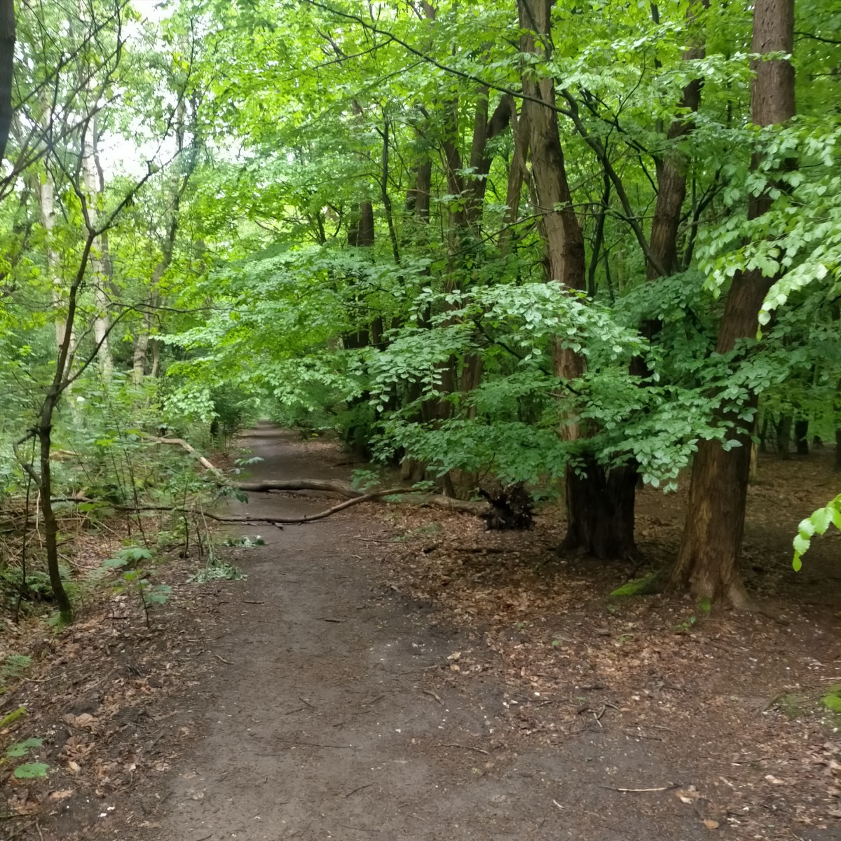 MArcHe Forêt du Rouvray
