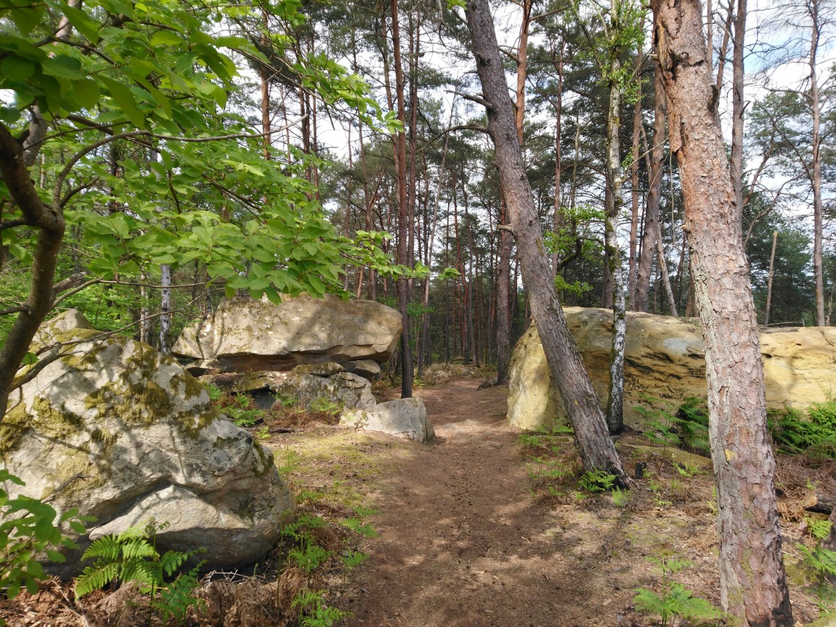 RANDO FORET  FONTAINEBLEAU