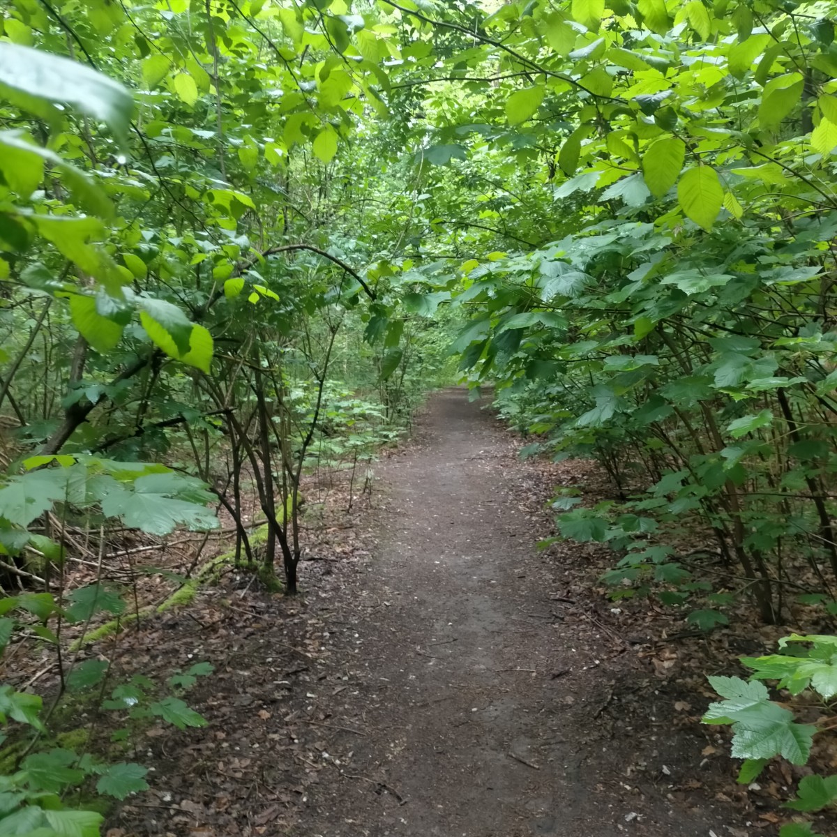 MArcHe Forêt Verte Bois-Guillaume