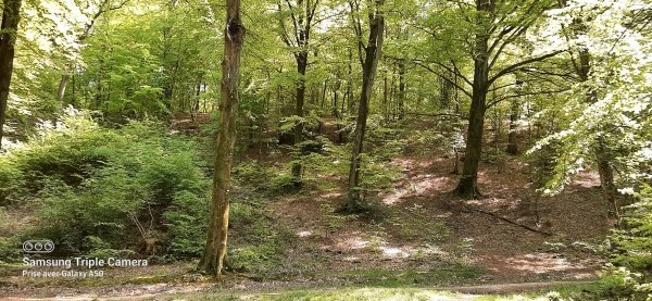 Forêt domaniale de Bord-Louviers - parcours des Brûlins