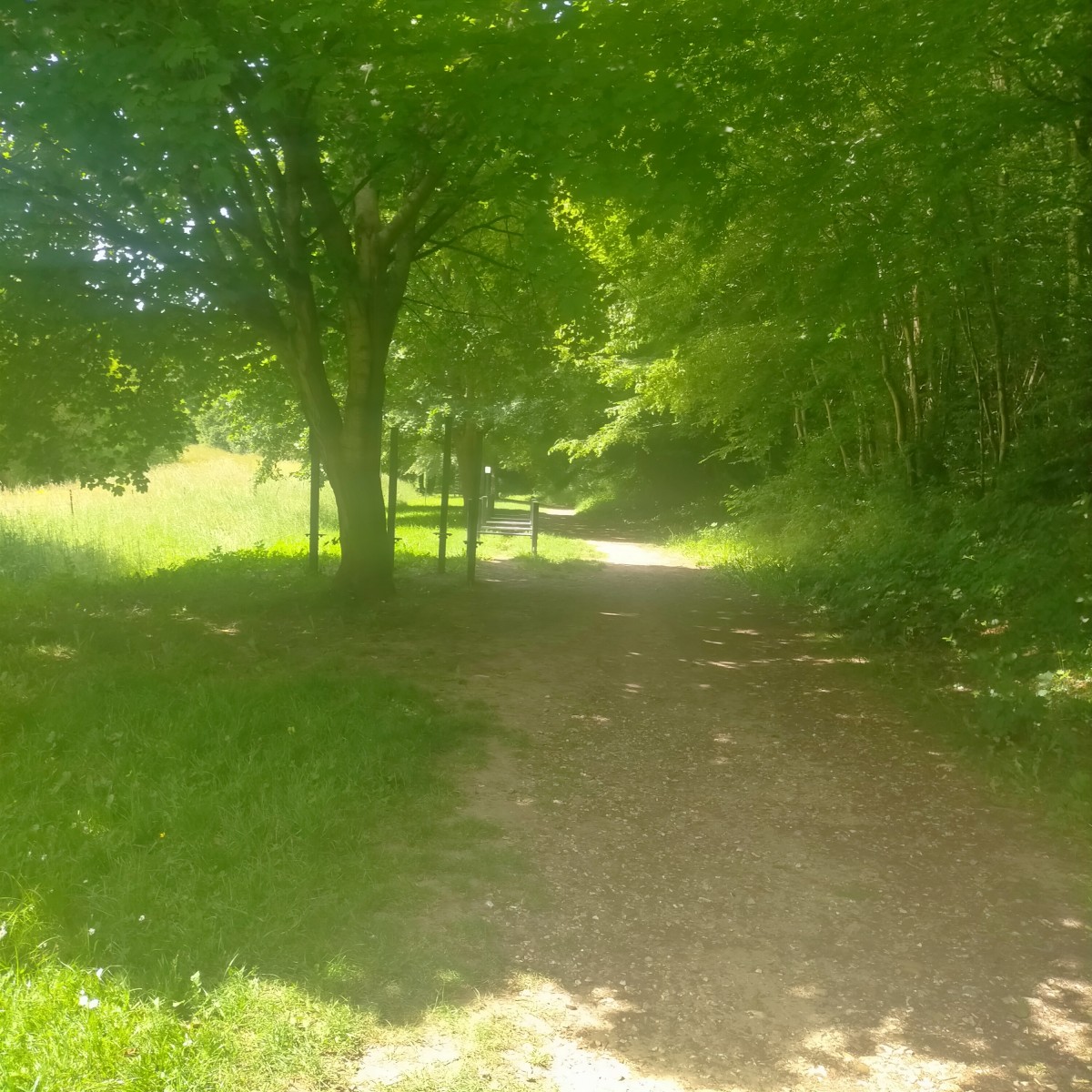 MArcHe Forêt Verte Bois-Guillaume