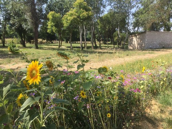 Pique nic ,ptanque,jeux de socit,au lavoir de Molleges