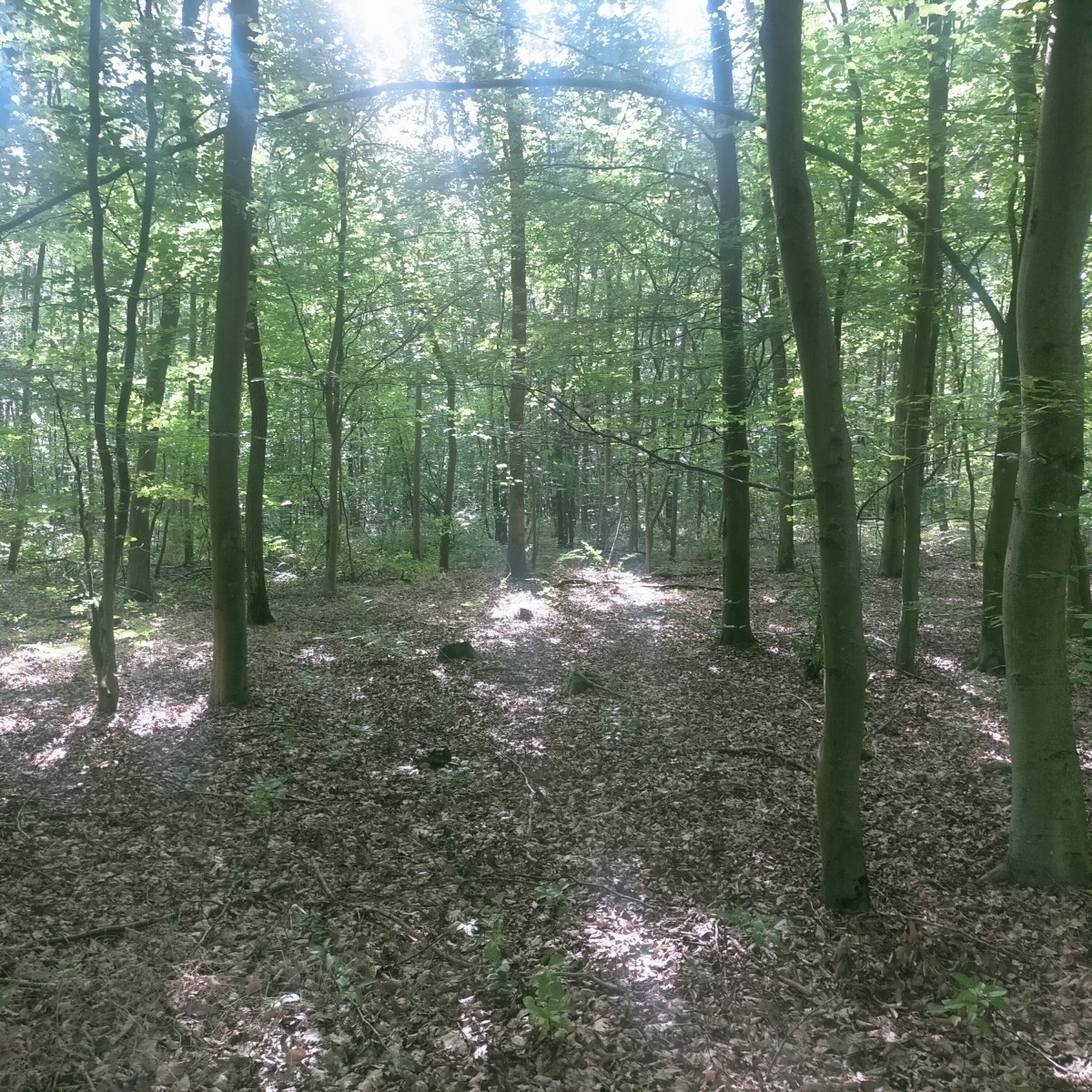 MArche Cueillette champignons Forêt du Rouvray