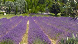 Soirée découvertes : Les Alpilles 