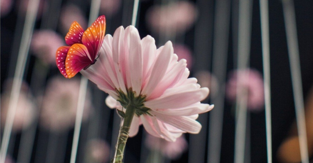 Exposition des chrysanthmes