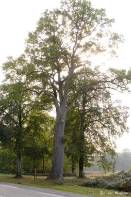 Parcours du chêne des Régales - Forêt de Bord Louviers