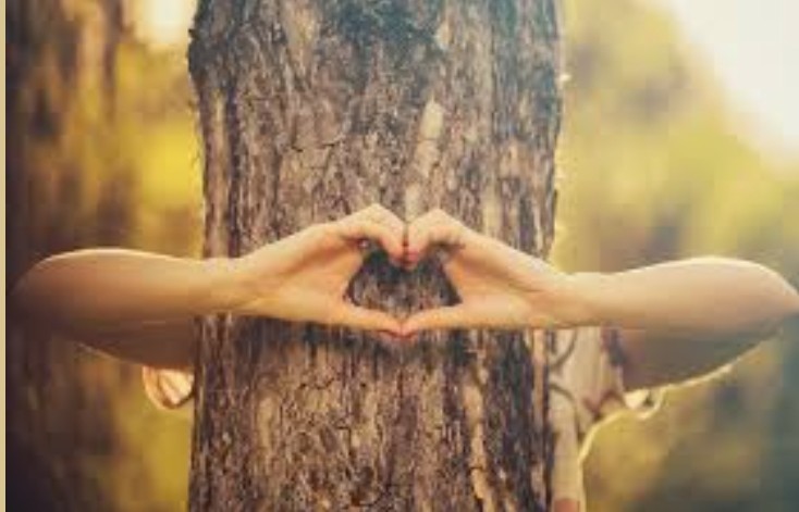 Faire un clin aux arbres