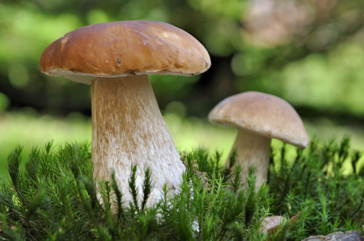 Champignons et plantes d'automne