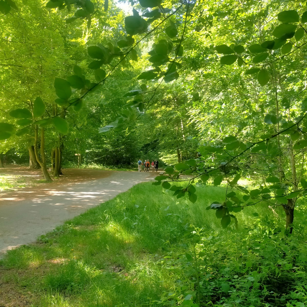 Randonnée forêt verte Bois-Guillaume