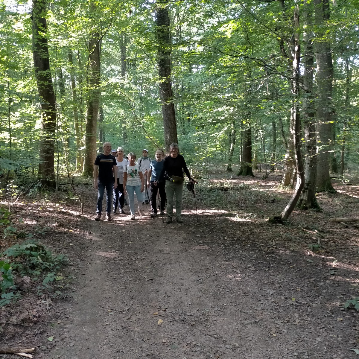 Randonnée forêt verte Bois-Guillaume