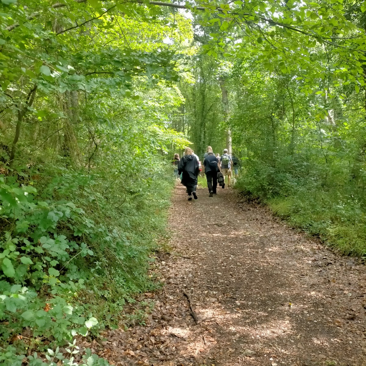 Randonnée forêt verte Bois-Guillaume