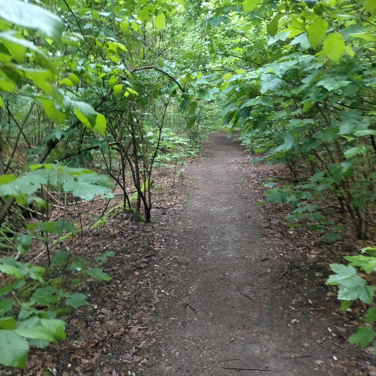 Randonnée forêt du Rouvray