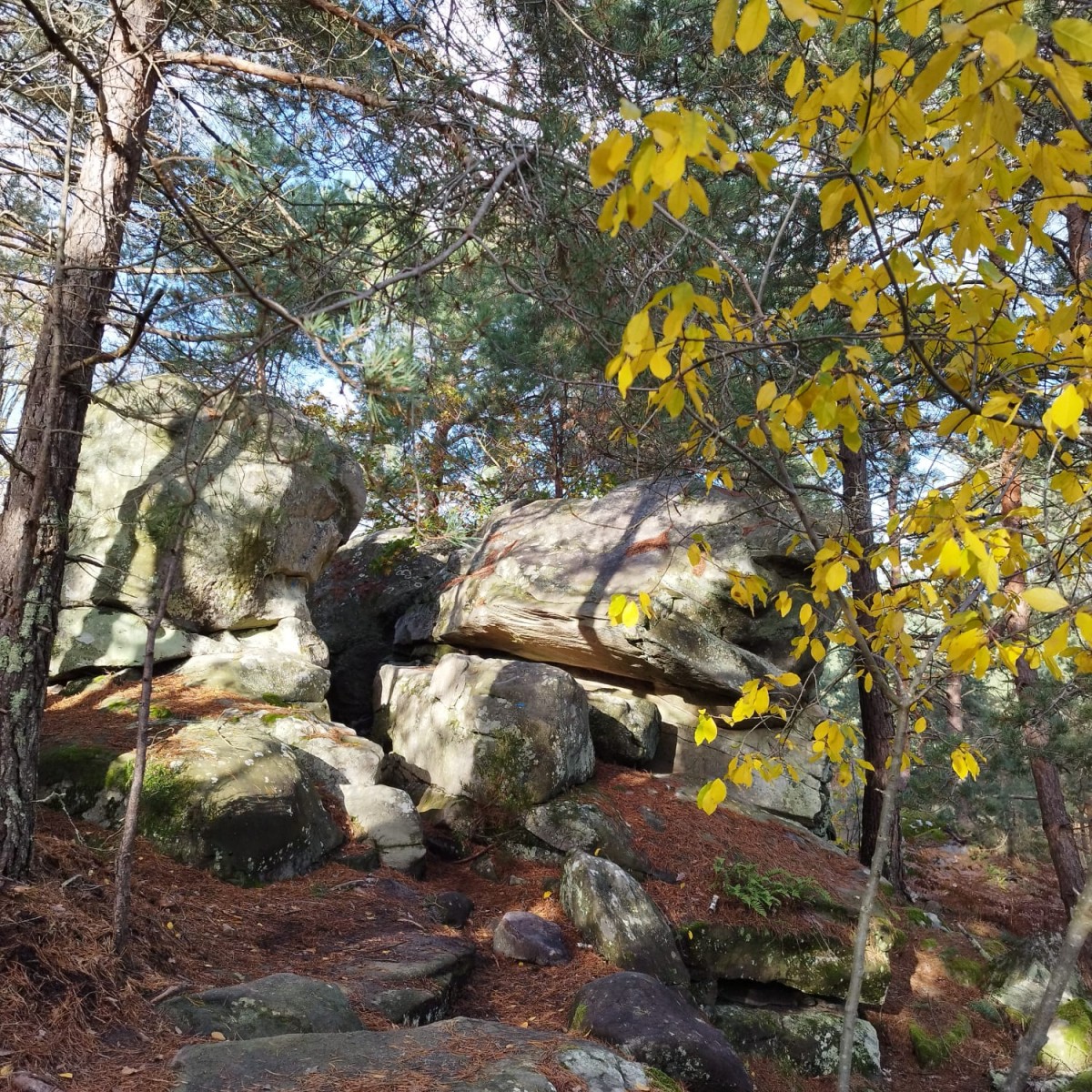 RANDO FONTAINEBLEAU