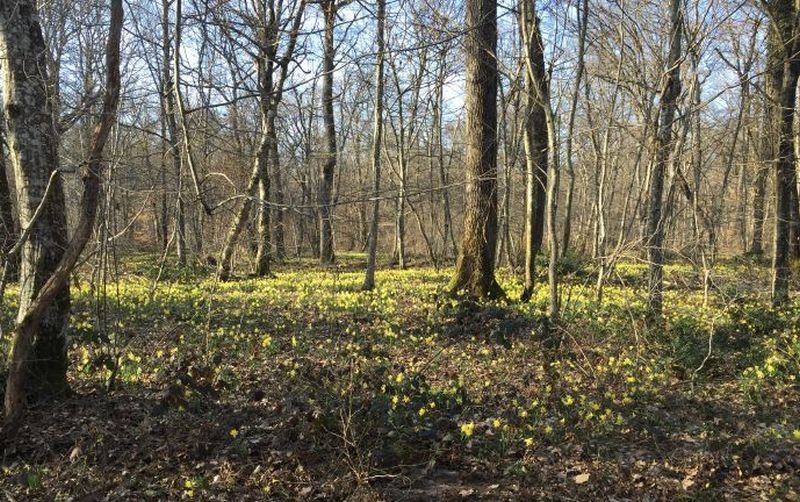 Randonnée et Jonquilles le mercredi 06 mars