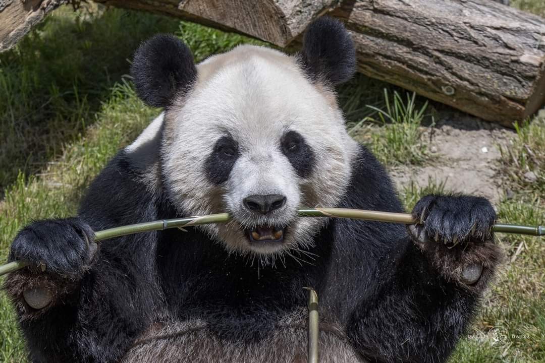 Visite du Parc animalier Pairi Daiza