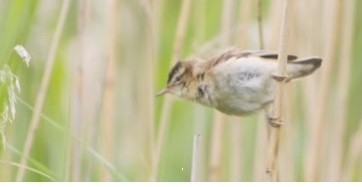 Sortie ornithologique à Crespin