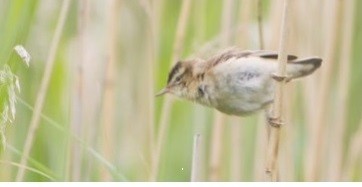 Sortie ornithologique  Crespin