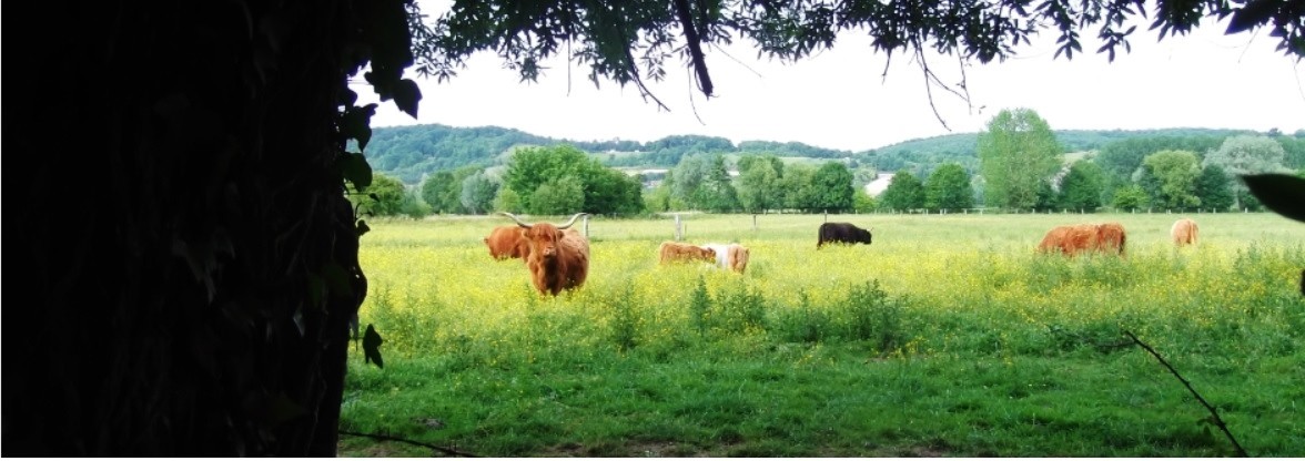 Marche St-M. de Boscherville