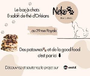 Neko bar à chats