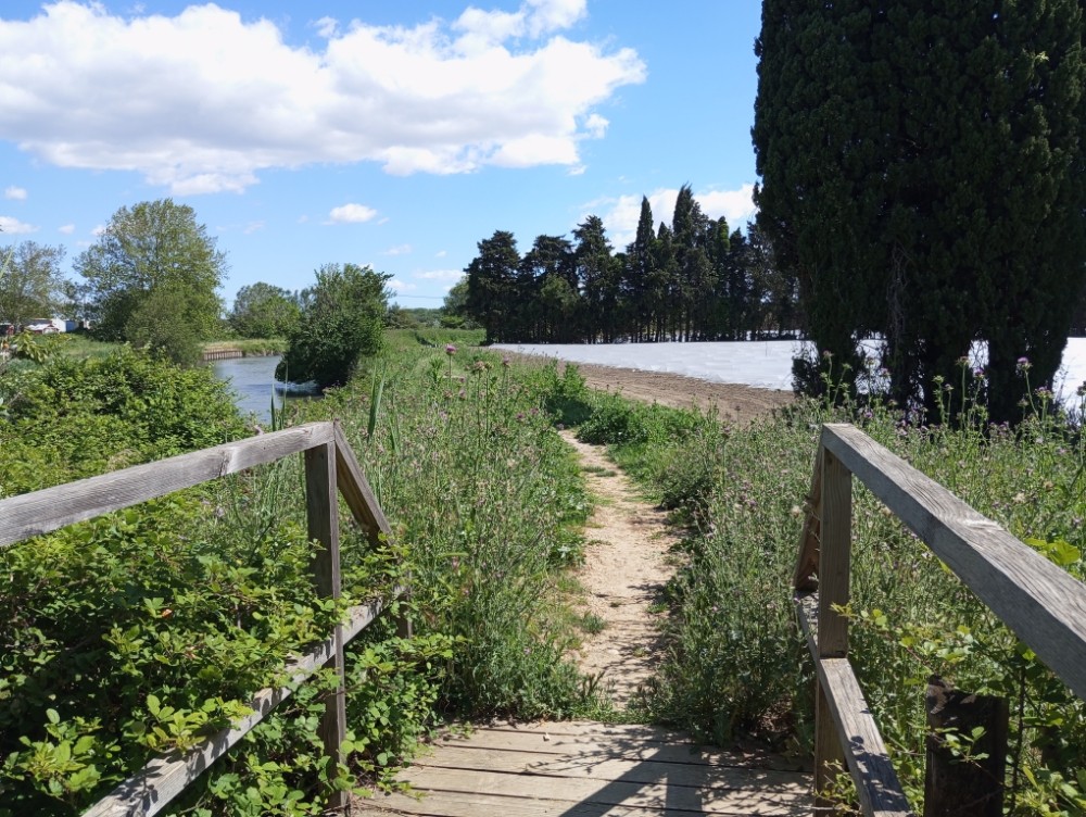 MARCHE entre canal, melons et fleurs des champs