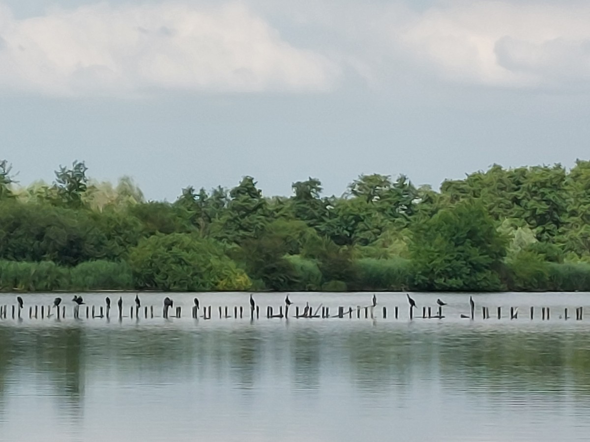 Réserve Naturel LE ROMELAERE