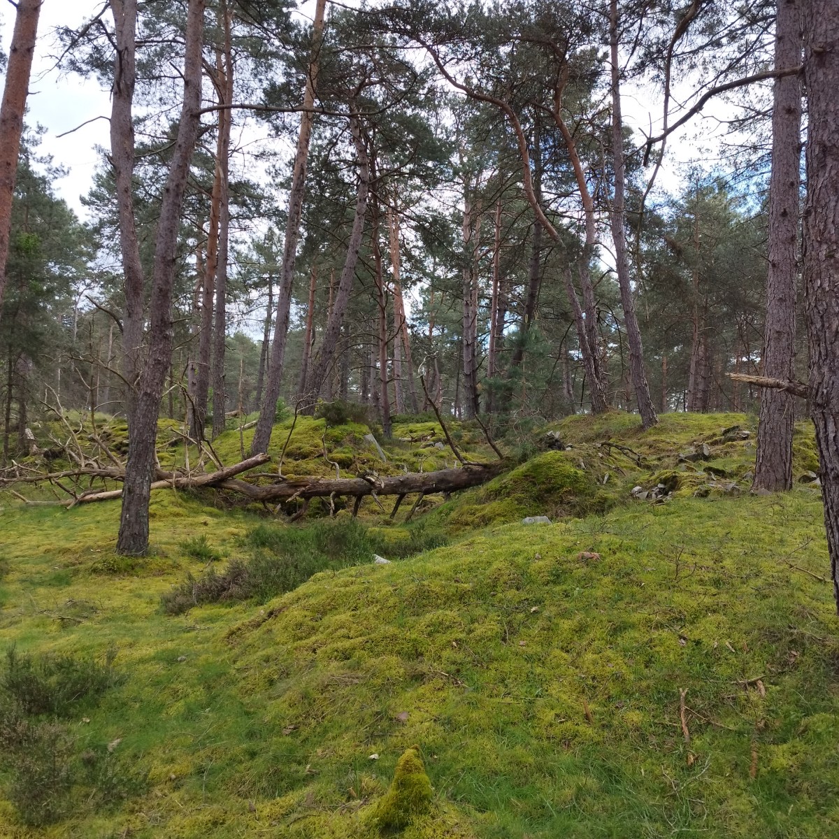 RANDO FORET DE FONTAINEBLEAU
