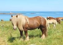 Fête du Cheval--Le 11 mai à Tréouergat