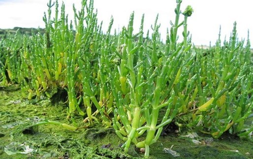 Plantes comestibles du bord de mer
