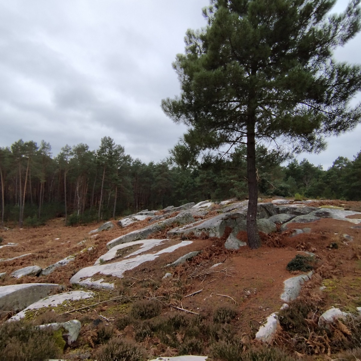 RANDO FORET DE FONTAINEBLEAU