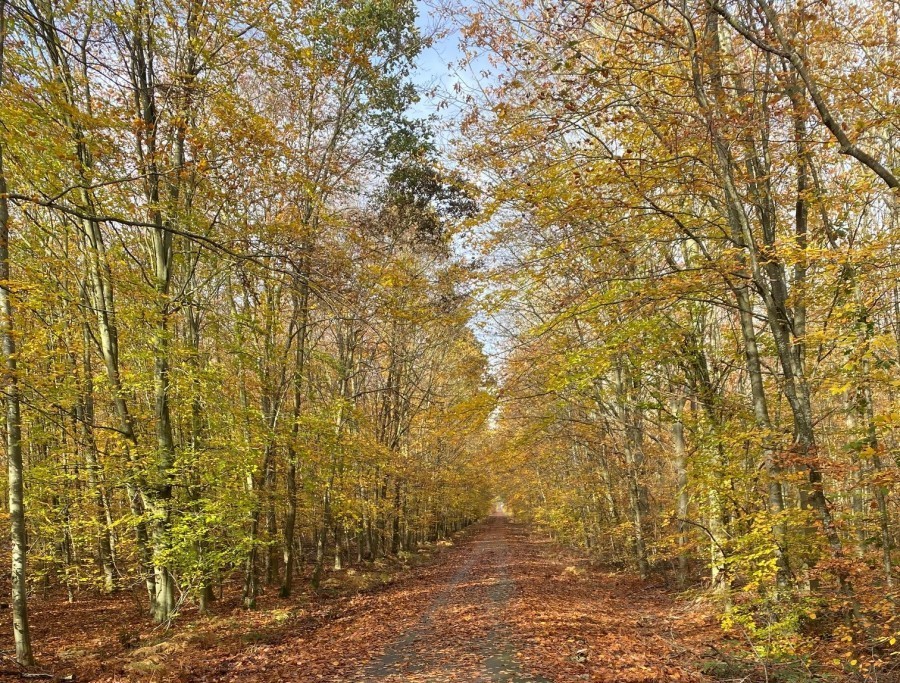 Balade en Forêt de St Etienne du Rouvray